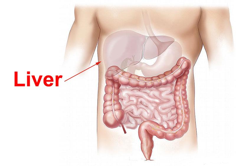Liver